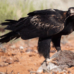 Adelaide to Coober Pedy and beyond…