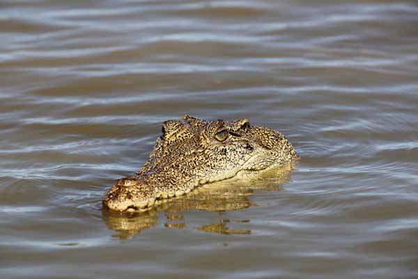 Crocodile Daintree
