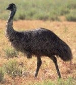 australian wild birds, emus
