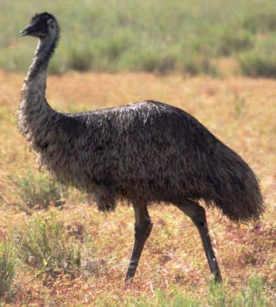 Emus Winton To Boulia