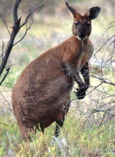 Kangaroo Winton To Boulia