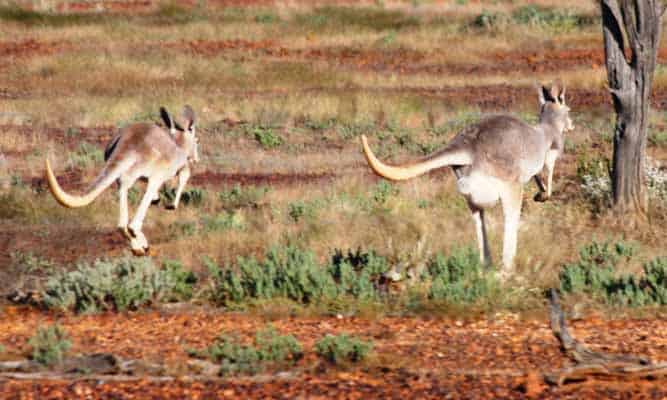 Kangaroos Winton To Boulia