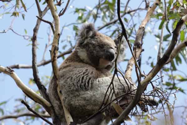 Koala On The Great Ocean Road - Photo Gallery