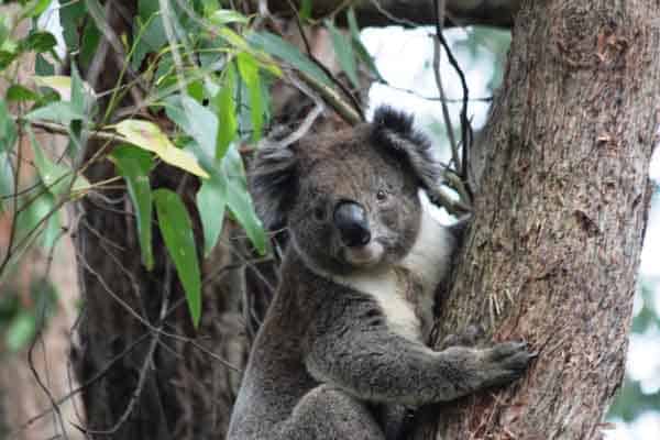 koala motorhome hire melbourne