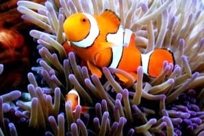 Nemo On The Reef- Photo Gallery