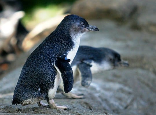 little penguins motorhome hire melbourne