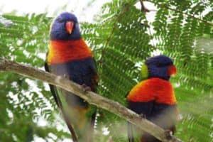 wild birds, rainbow lorikeets, tree
