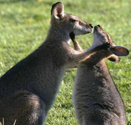 Wallabies at Bunya Mountains