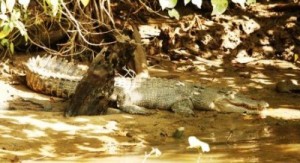 female_crocodile_on_the_daintree_river