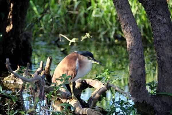 Kakadu Wildlife Flora And Fauna