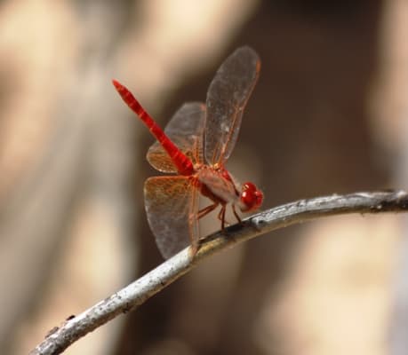 Kakadu red dragonfly