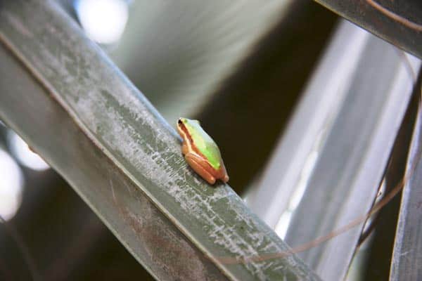 Kakadu Small Green Frog
