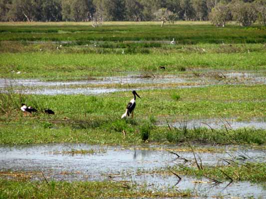 Kakadu Wildlife Jabiru Wetlands