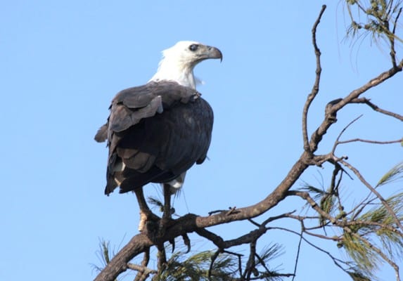Sea Eagle. Darwin Coast 1 - Photo Gallery