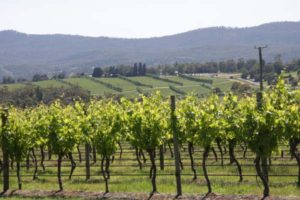 tasmania_vinyards motorhome hire