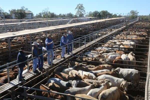 roma cattle sale yards queensland