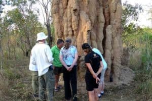 Termite mound Mt Bundy Station