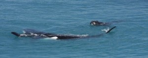Find out more about the Southern Right Whales when speaking with us about Campervans for Hire