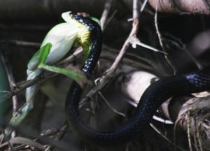 green tree snake, attacks tree frog while butcher bird tries to steal the kill