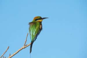 Australian wild birds, bee eater