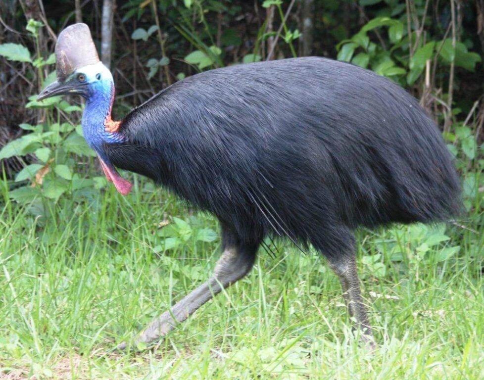 australian wild birds, cassowary