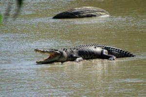 Crocodile at Cahills Crossing NT