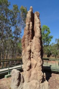 litchfield national park termite mound