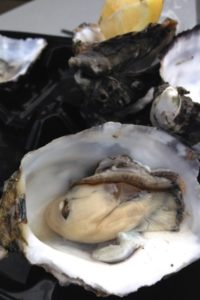 Fresh oysters