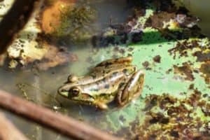 Frog at Fogg Dam Conservation Area NT