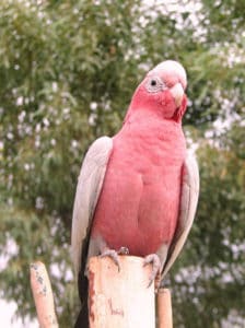 galah-darwin-to-perth