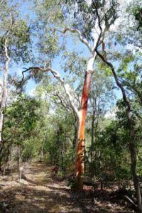 Bloodgum Tree on Gungarre Walk NT