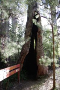 Gloucester Tree giant trees