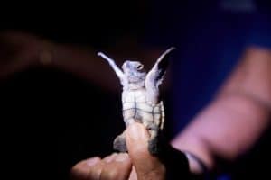Turtles, Mon Repos, QLD
