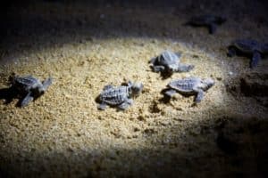 Turtles, Mon Repos, QLD