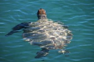 monkey mia sea turtle campervan hire