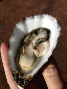 fresh-oysters