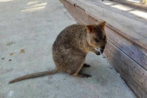 rottnest island resident quokka