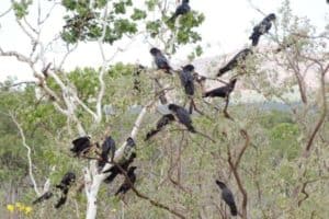 Red Tail Black Cockatoos australia