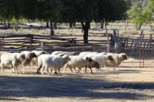 Sheep at Blackall Woolscour