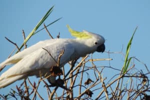 australian wild birds, cockatoo