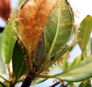 appetising_lunch_of_green_ants