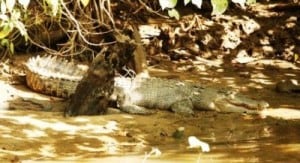 female_crocodile_on_the_daintree_river