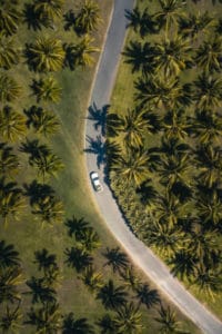 queensland roads palm trees birdseye view