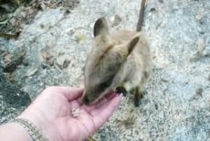 Rock Wallaby at Granite Gorge Nature Park