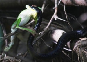 green_tree_snake_and_a_butcher_bird_fight_over_a_tree_frog