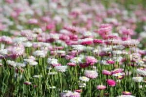wild-flowers-western-australia