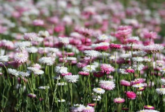 Tips Image 1 528 X 360 Tips Image 1 528 X 360