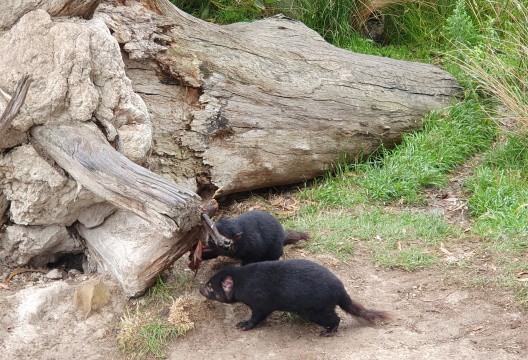 Tasmanian devils