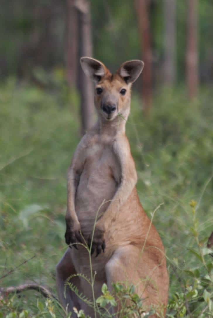 Tour Brisbane-Darwin Kangaroo