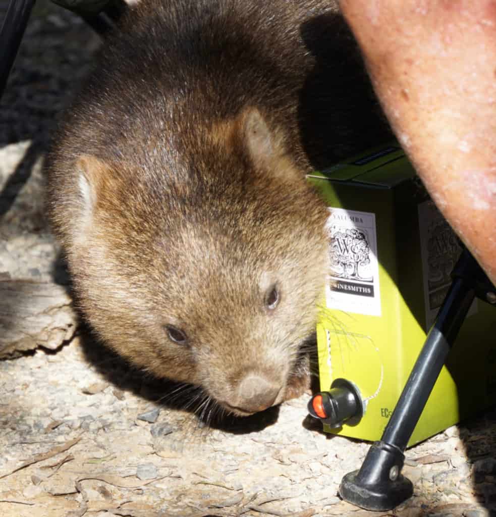 campervan hire hobart wombat discovery parks cradle mountain